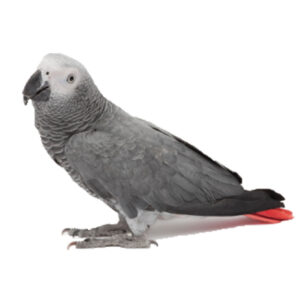 A gray parrot with red feet and beak.