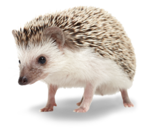A hedgehog is standing on the ground.