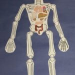 A paper skeleton with organs on it.