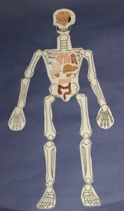 A paper skeleton with organs on it.