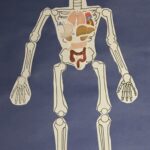 Skeleton and organs