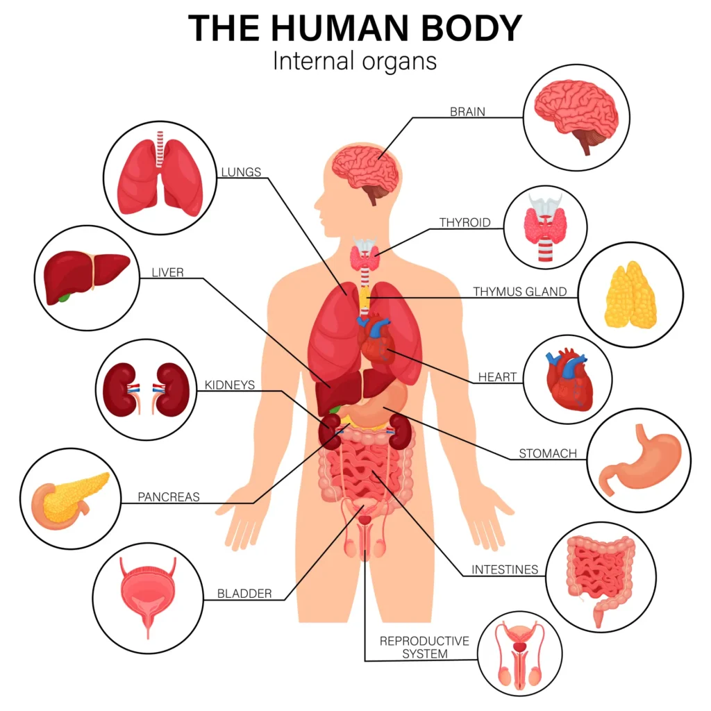 Image of a human torso with the organs