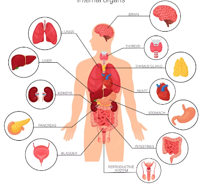 Image du corps humain montrant les organes