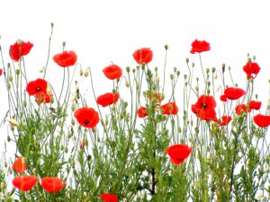 Coquelicots