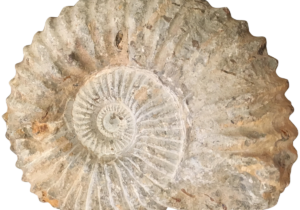 A close up of an ammonite shell